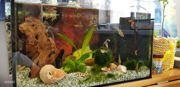 Аквариум 25Л с рыбками и растениями (фото #1)