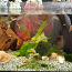 Akvaarium 25L kalade ja taimetega (foto #2)