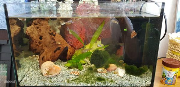 Аквариум 25Л с рыбками и растениями (фото #2)