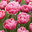 Луковицы тюльпанов авейрон (фото #1)