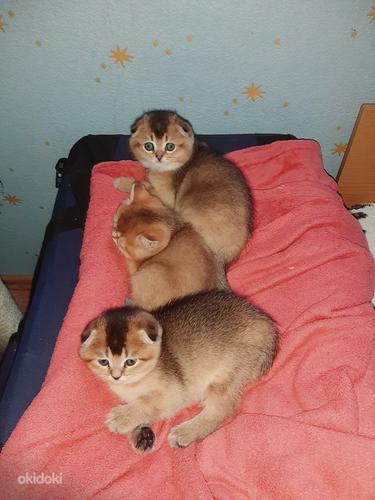 Šoti kuldsed kassipojad (foto #5)