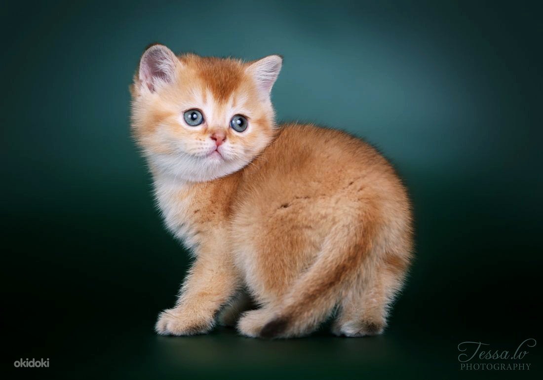 Купить Котенка Скоттиш Фолд Золото В Спб