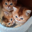 Шотландские котята с родословной WCF (фото #2)