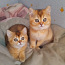 Шотландские котята с родословной WCF (фото #4)
