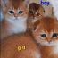Золотые шотландские котята (фото #1)