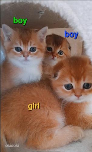 Kuldsed šoti kassipojad (foto #1)