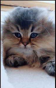 Scottish fold, sugupuuga WCF (9 foto / 10)