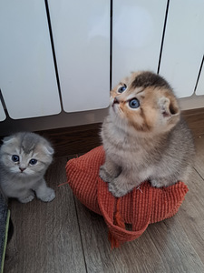ШОТЛАНДСКИЕ котята (7 фото из 10)