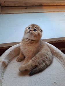 Scottish fold kassipojad WCF (2 foto / 8)