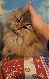 Scottish fold kass WCF (2 foto / 9)