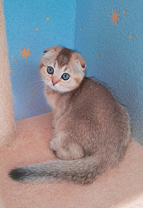 Scottish Fold WCF sugupuuga (1 foto / 9)
