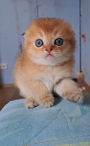 Золотой шотландский мальчик (6 foto / 10)
