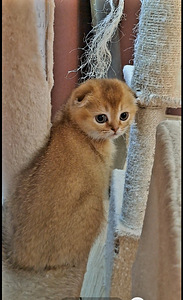 Золотой шотландский мальчик (2 foto / 10)