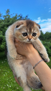 Шотландская вислоухая девочка (9 фото из 9)
