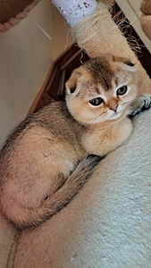 2 вислоухих котёнка (2 фото из 6)