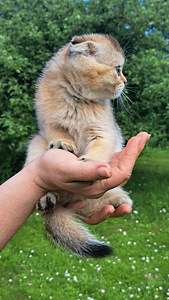 Шотландская вислоухая (5 фото из 10)