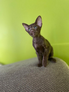 Ориентальные котята (3 фото из 9)