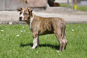 Amstaff (2 foto / 7)