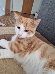 Ära anda punane kiisu (1 foto / 2)
