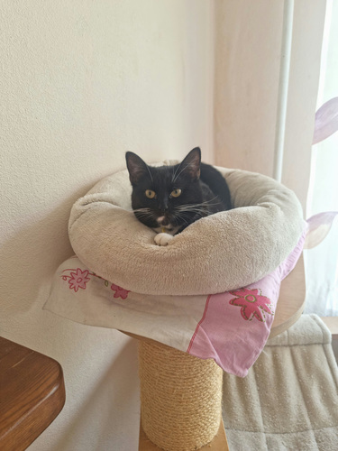 Отдается кошка