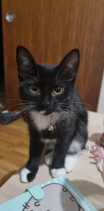 Ära anda emane kiisu (3 foto / 5)