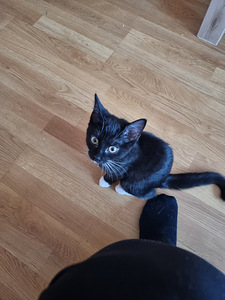Ära anda emane kiisu (5 foto / 5)