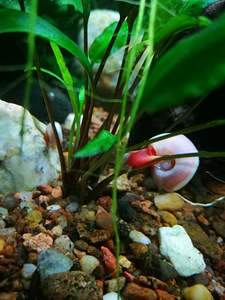 PLANORBELLA DURYI teod, roosa (1 foto / 3)