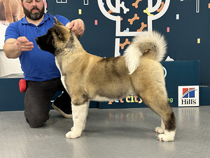 Ameerika akita kutsikas (6 foto / 10)