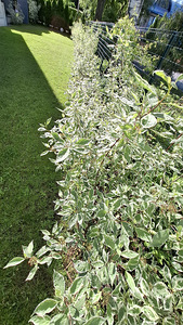 Siberi kontpuu 'Elegantissima' (3 foto / 3)