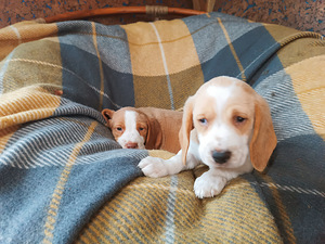 Beagle kutsikad Lätist (poisid) (4 foto / 8)