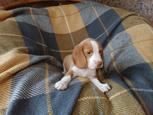 Beagle kutsikad Lätist (poisid) (6 foto / 8)
