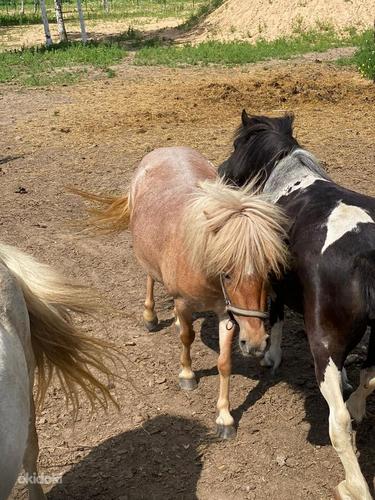 Шетландские пони в Латвии (фото #2)