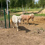 Lätis müügil Shetlandi ponid (foto #3)