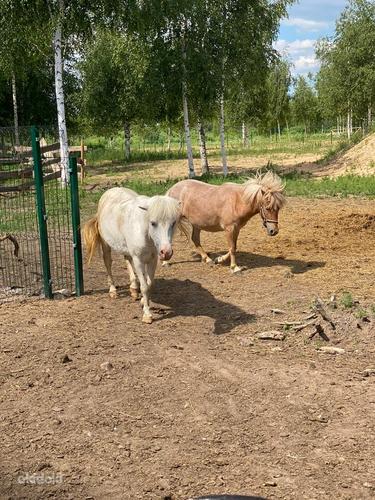 Шетландские пони в Латвии (фото #3)