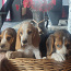 Lätist beagle kutsikad (foto #2)