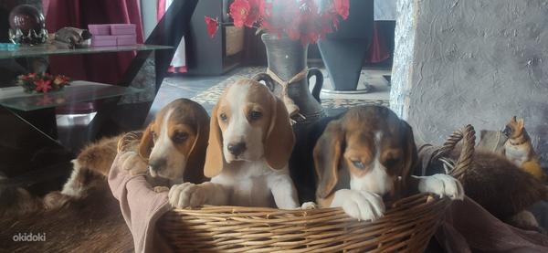Lätist beagle kutsikad (foto #2)