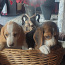 Lätist beagle kutsikad (foto #4)