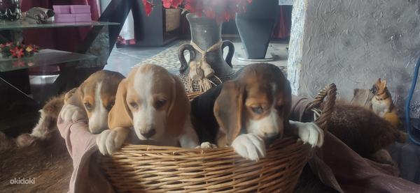 Lätist beagle kutsikad (foto #4)