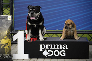 MALLORCA DOGI (Ca de Bou) ISANE KUTSIKAS (7 foto / 8)