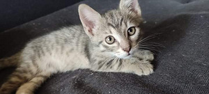 Котенок (1 фото из 6)