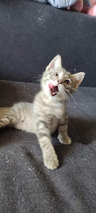 Котенок (3 фото из 6)