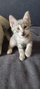 Котенок (4 фото из 6)