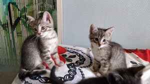 Котенок (6 фото из 6)