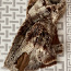 Женское кожаное пальто (фото #2)