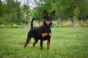 Miniature Pinscher / Kääbuspinšer kutsikad (5 foto / 8)