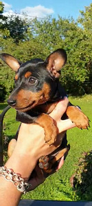 Miniature Pinscher / Kääbuspinšer kutsikad (2 foto / 8)