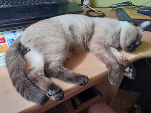 Tai kass tutvub. (2 foto / 3)