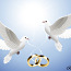 Белые голуби на свадьбу (фото #2)