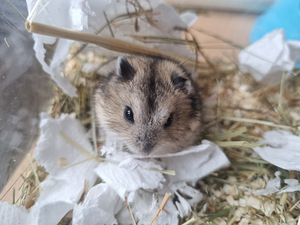 Džungaaria kääbushamster / hamster (1 foto / 4)