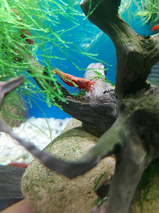 Krevetid - Kirsikrevetid (cherry shrimps) (1 foto / 2)